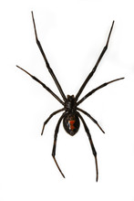 Black Widow Spider Isolated Over White Background Hanging From W