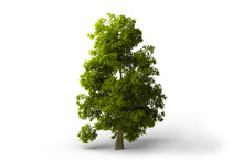 Green Tree At White Background
