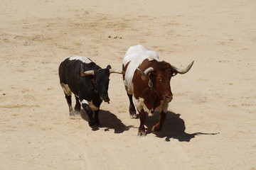 Conduciendo ganado.