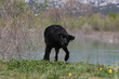 © Dogs - labrador retriever noir s'ébrouant à la sortie de la baignade