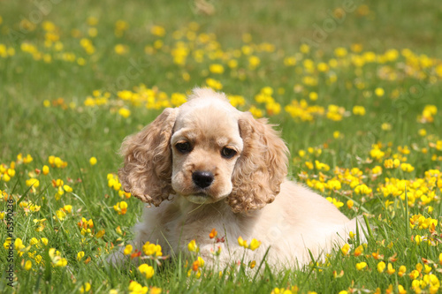 Jeune Chiot Cocker Americain Couche Parmi Les Fleurs Jaunes Stock Photo Adobe Stock Jeune Chiot Cocker Americain Couche Parmi Les Fleurs Jaunes Stock Photo Adobe Stock