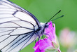 black-veined thorn butterfly on meadow geranium