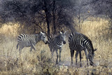 Fototapeta Konie - Zebras,Serengeti