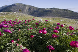 peonia officinalis