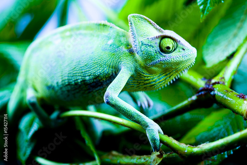 Naklejka samoprzylepna Kameleon na liściu