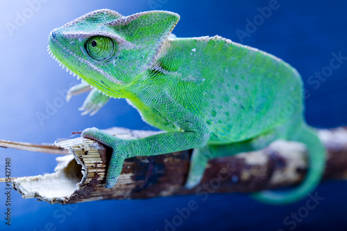 Naklejka samoprzylepna Zielony kameleon