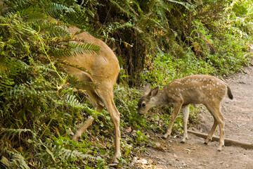 blacktail deer fawn on a muir woods trail