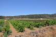 vigne pantelleria