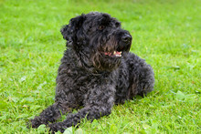 Black Dog Terrier On The Grass