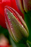 Fototapeta Tulipany - water drop on the tulip