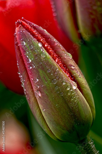 Naklejka - mata magnetyczna na lodówkę water drop on the tulip