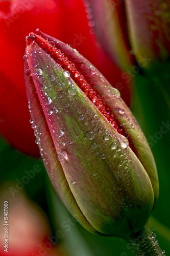 Naklejka na meble water drop on the tulip