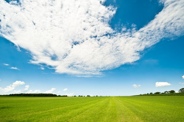 Wall Mural - summer background