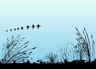 Canvas Print - grass and birds vector
