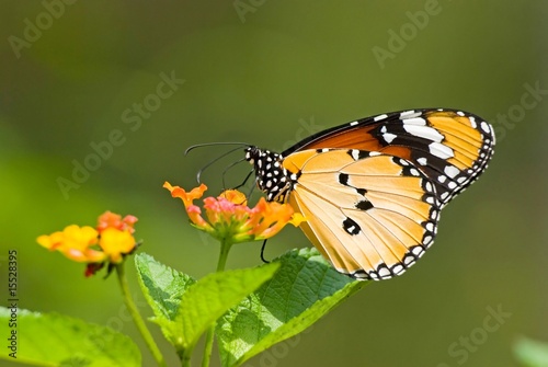 Obraz na płótnie canvas Motyl milkweed (anosia chrysippus, danaidae) karmienia na przepływ