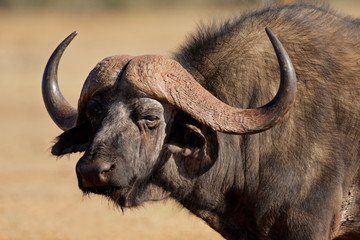 Wall Mural - african or cape buffalo, south africa