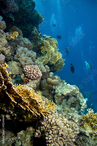 Foto-PVC Boden - Photo of coral colony (von frantisek hojdysz)