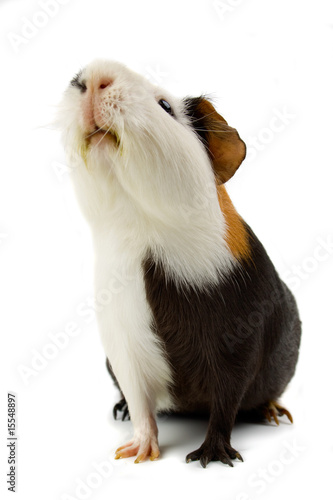 Foto-Vorhang - Guinea pig isolated on white (von Igor Dutina)