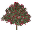 rosenbaum