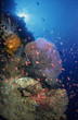 Unterwasserlandschaft mit Weichkorallen und Gorgonien
