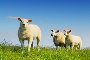 Three little lambs