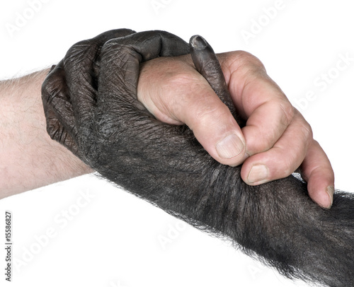 Plakat uścisk dłoni między ręką człowieka i małpy