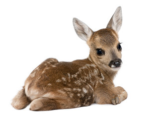 roe deer fawn - capreolus capreolus (15 days old)