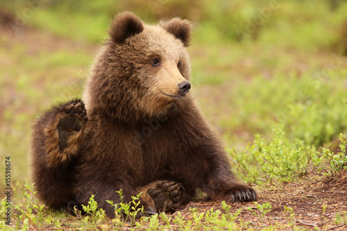 Foto-Duschvorhang nach Maß - Cute bear cub scratching with its back paw (von Henk Bentlage)