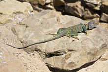 Lizard In New Mexico