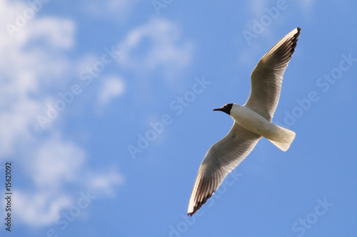 Foto-Kissen - Seagull in flight (von Natalia Zakharchenko)