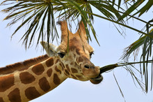 Portrait D'une Girafe Mangeant Une Feuille De Palmier