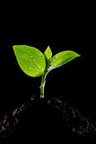 Young plant