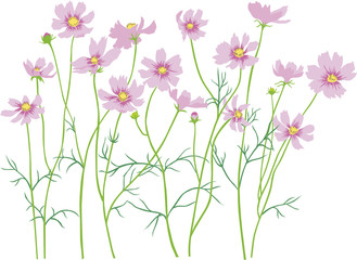 cosmos