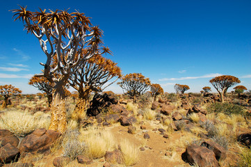 köcherbaumwald in der kalahari, namibia