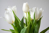 Fototapeta Tulipany - weiße Tulpen mit grünem Stängel