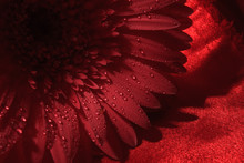 Red Gerbera On Red Background