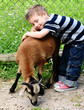 © Natallia Vintsik - kind mit ziege