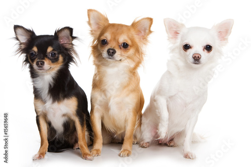 Fotografía Chihuahua dog on white background