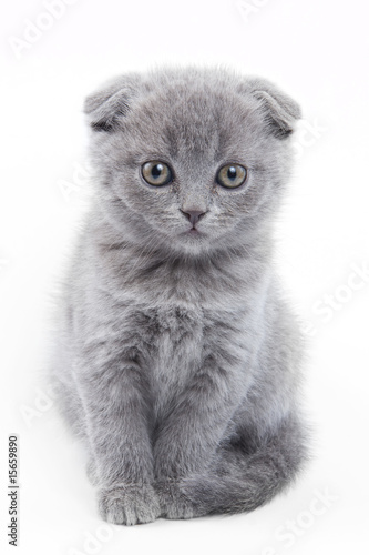 Foto-Kissen - British kitten on white background (von Dixi_)