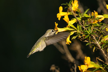 Wall Mural - anna's hummingbird, calypte anna