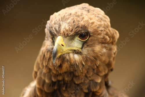 Plakat na papierze fotorealistycznym Portret orła bateleur