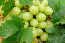 Green Grape Closeup