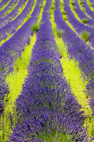 Obraz na płótnie canvas czteroczęściowy "tetraptyk" Lawendowe pole, płaskowyż Valensole, Prowansja, Francja