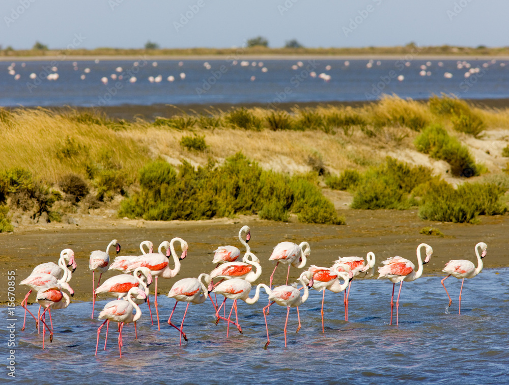 flamingos, Parc Regional de Camargue, Provence, France - obrazy, fototapety, plakaty 