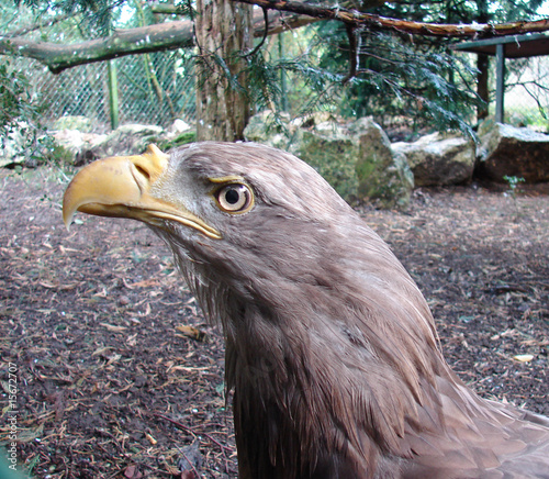 Plakat na papierze fotorealistycznym Aigle