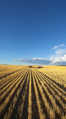 Poster - The farm in wheaten fields