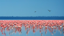 Flocks Of Flamingo