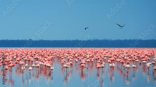 Naklejka - mata magnetyczna na lodówkę flocks of flamingo