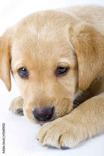 Foto-Schmutzfangmatte - closeup of a labrador retriever puppy (von Viorel Sima)