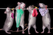 Rats Hanging Laundry